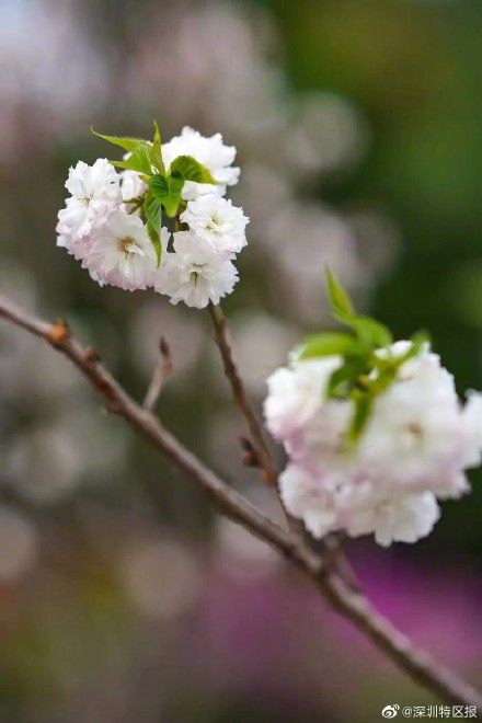  #纠结#还在纠结去哪看樱花？深圳这里就有