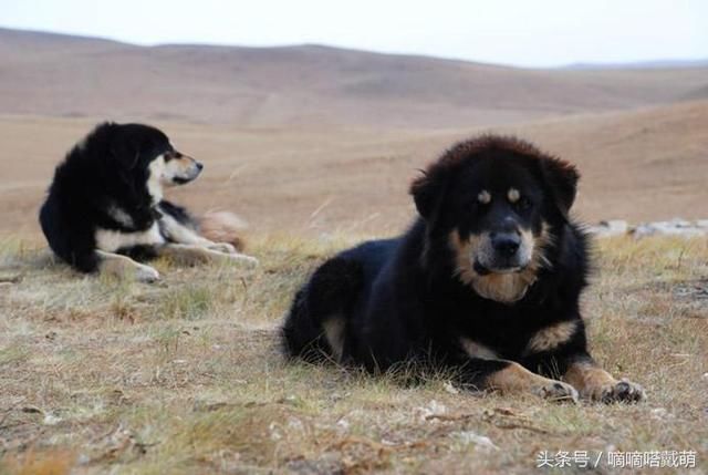 真正属于中国自己的19种土狗,一点也不比外