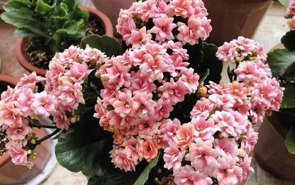  #长寿花#阳台花儿开败后，手痒剃个头，剃完就爆花，开成花球太惊艳！