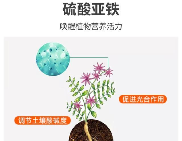  「营养」硫酸亚铁唤醒植物营养活力！硫酸亚铁养花怎么用？