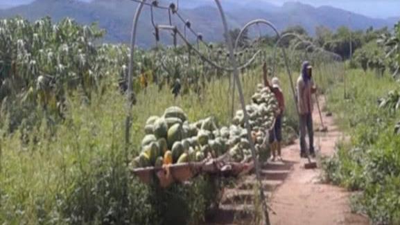 羡慕农民大叔发明运送水果神器,不用油不烧电,三分钟搞定5吨！