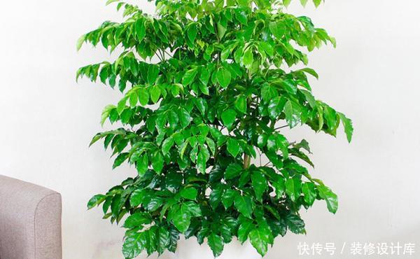  [好运]在家中养护3种花卉，长势茂盛，花语吉祥美好富贵，好运连连