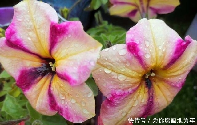 『开爆』整个夏天都可以开爆盆的5种花,随便养1棵,不费心不费力开花美