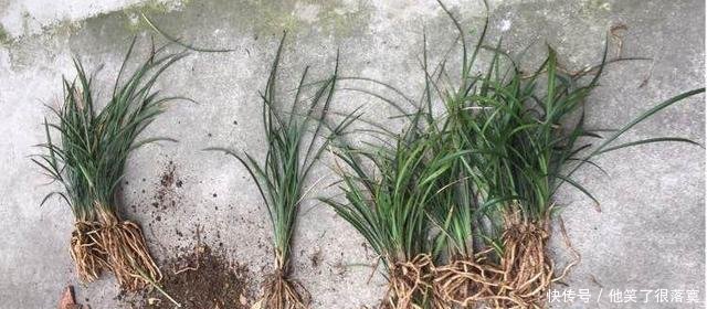 小苗■兰花分株的“最佳”时间,早一步晚一步都不成