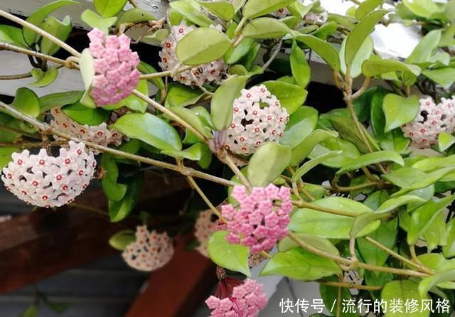  [喜欢]超级耐阴的球兰，养1盆能爬上窗台、房顶，开花比香水还香