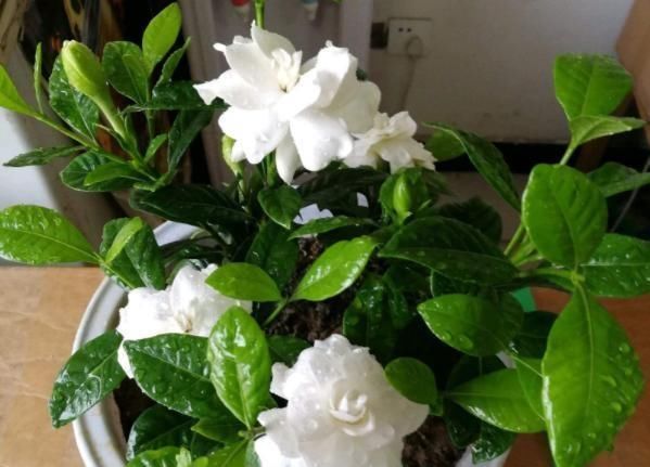  黄叶：栀子花黄叶、掉蕾，开花数量变少，学会这几招，繁花似锦没问题