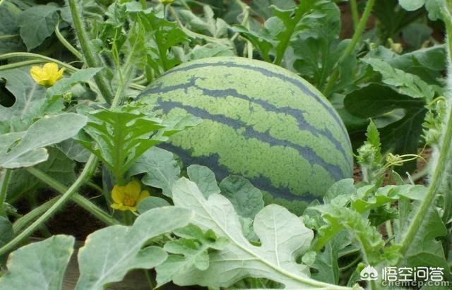 西瓜“成灾”，2毛一斤卖不动，顾客却吃不起，问题出在哪？