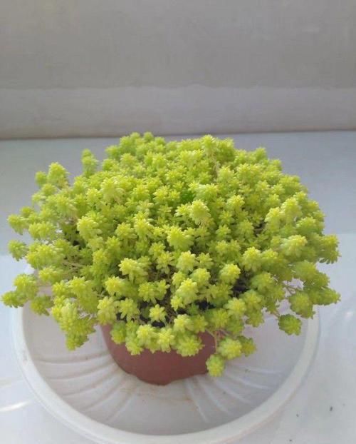  鸿运当头：10种招财花，越养越气派，家里有一盆好运连连！