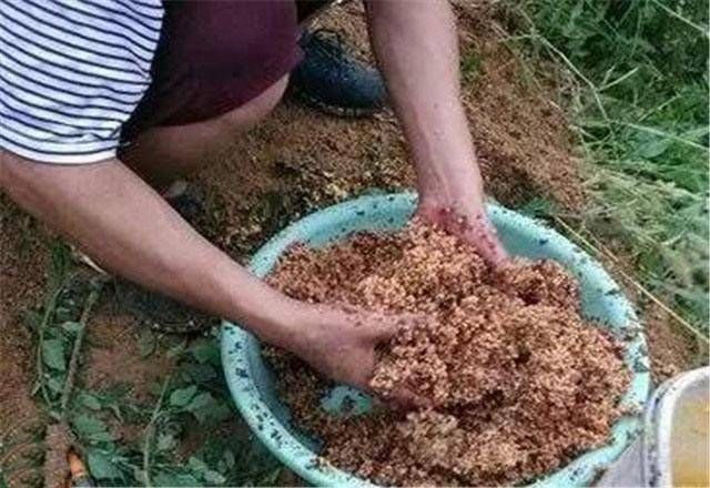  『窝料数量』打窝很重要，处理不得当，再好的钓位都白搭