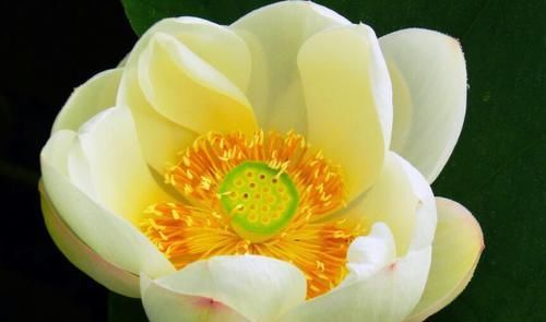  「玫瑰」喜欢玫瑰，不如养盆“精品荷花”冰娇，着花繁密，雅致迷人！