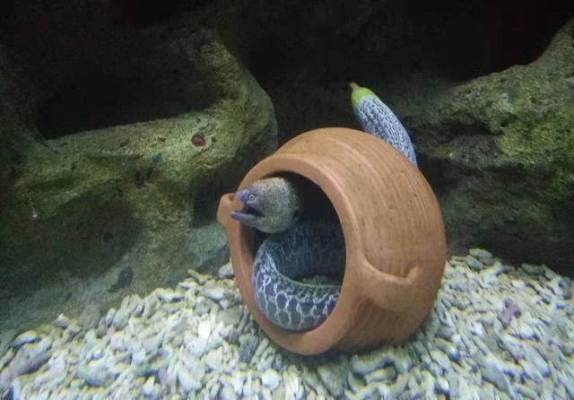  饲养观赏鱼@为什么养鱼经常因某些理论而争执？因为不明白所有偏见都是共识