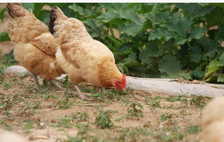  「肉鸡」喂了一年的土鸡却卖不动了，农民：城里人为啥都不买了