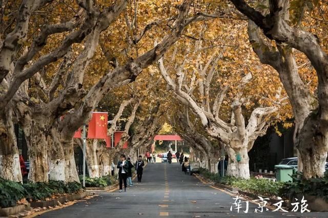 南京这些大学都有最美梧桐大道，有没有你的母校？