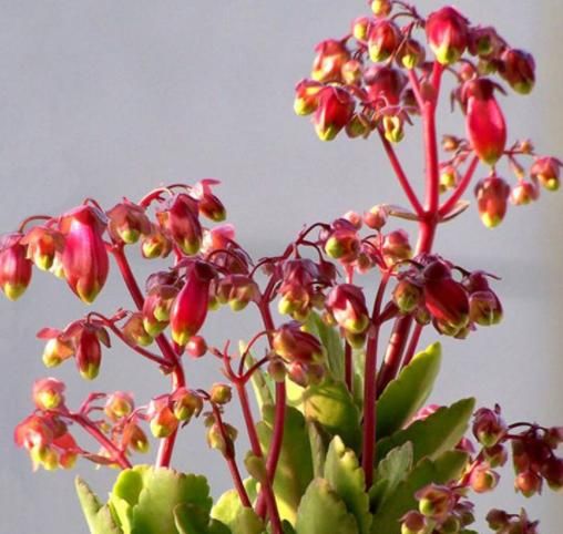  [不败]1种适合春季养的“宫廷花”，颜值“吊打”长寿花，能开120天不败