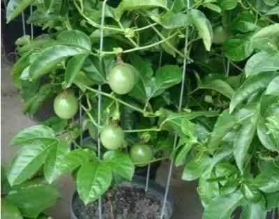  『空地』家有空地，一定种上这几款果树，一年四季吃不完来年亩收入2万元