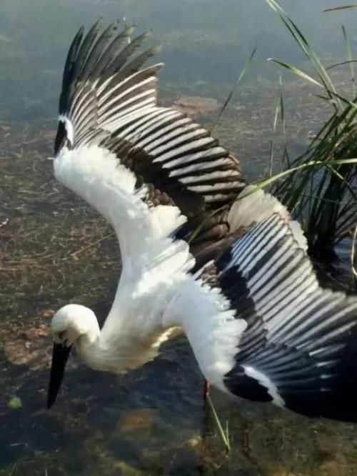  【白鹳】成群白鹳和野鸭来到山东这个湖过冬