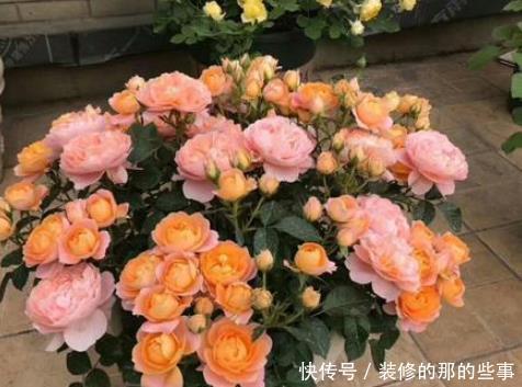 长春花■夏季养护的这些花草,开花不间断,真正开花机器,阳台秒变花园