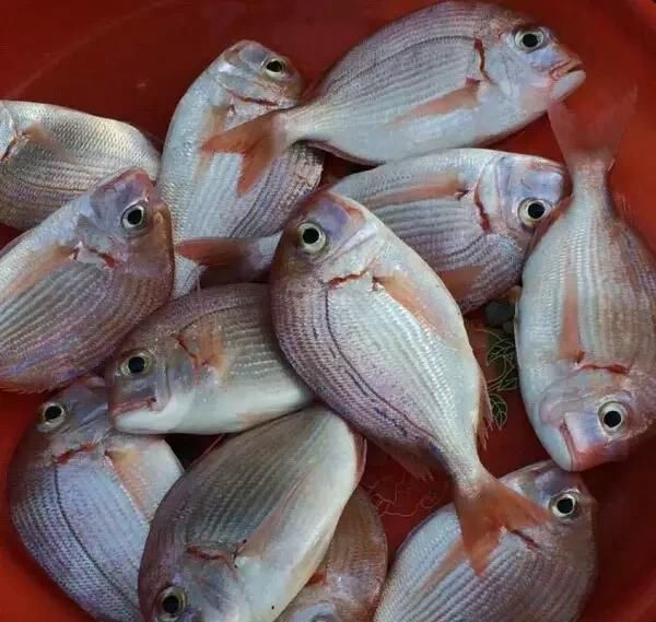  「东山叫红」46种海钓常见的鲷类鱼，最后一种高价的鱼原来也是鲷鱼，才知道