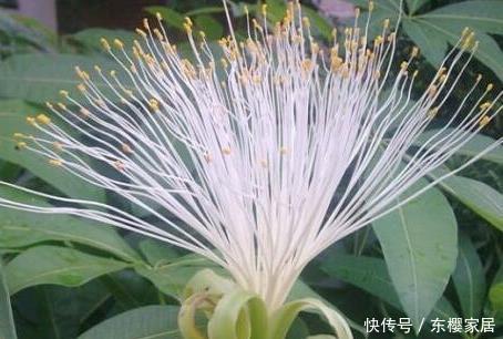 太漂亮：养好发财树就要学会这几点，轻松开出富贵花，真是太漂亮了