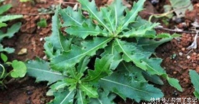 这种野菜被称“败火王”，市场卖价几十元，农民挖它像“挖钱”