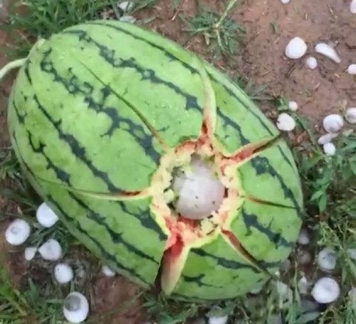 一场冰雹过后 瓜农看着遍地的烂西瓜 心痛到哭了！