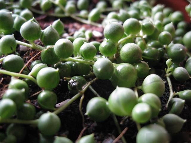  #绿萝#3种吊兰能开花，比绿萝好养活，比牡丹还漂亮，赏叶观花一棵就够