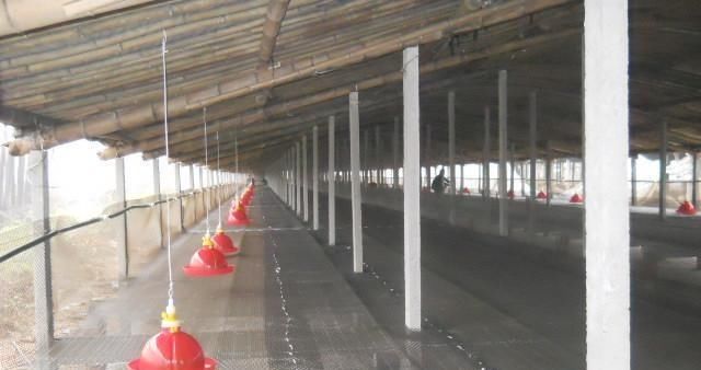  利润：养1万只鸭子能挣多少钱？如何降低鸭子成本，提高经济效率