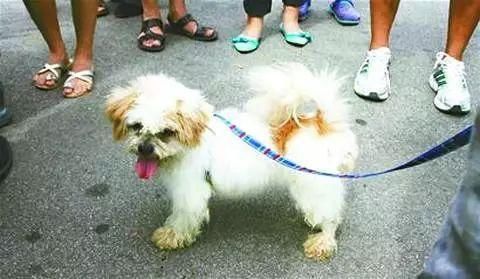 有组织造谣狗咬伤小孩儿，这个锅决不能背!