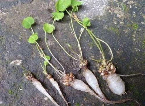 『种植物』河岸上，有1种值钱的“野草”，被称为“三叶酸”，好看、珍贵！