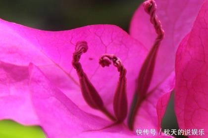 『适合』这三种花最适合放在阳台上养了,好看又好活,轻松开出大花帘
