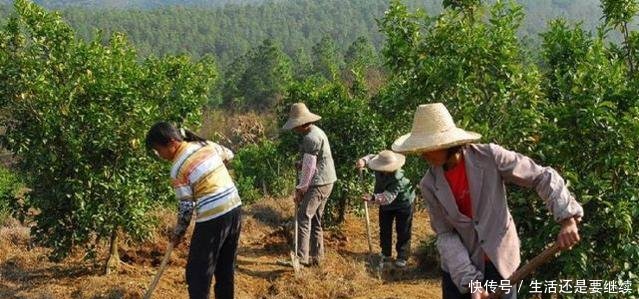 以前农村都把鸡粪当肥料，现在为什么没人用了，看看你就知道了