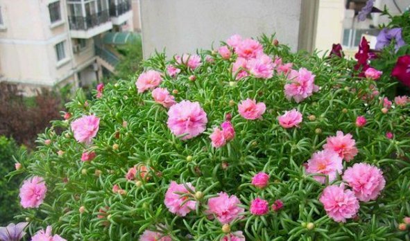 『长寿花』4种花,喜欢“掐”掐得越多,就越不容易长出浓密的门户