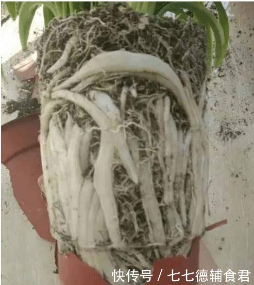  『婆婆』婆婆一不小心打破它，才发现其中的养花玄机！！！