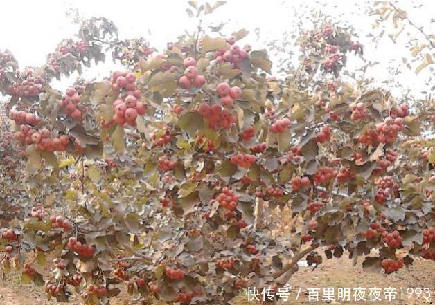  山楂遭遇低■前两个月还暴涨，如今跌到4毛，树下果子堆积成山，