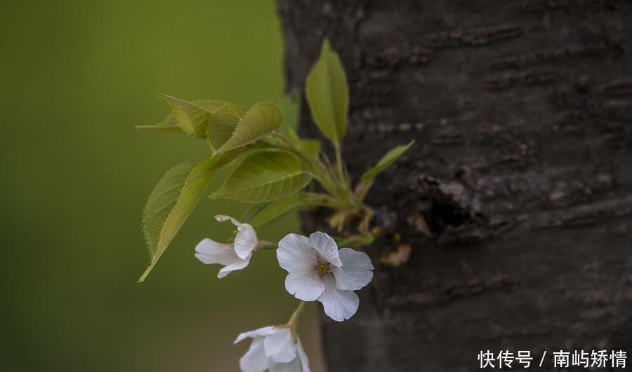  『禁火寒食』唐朝开始放假的清明节，是一个融合上巳节、寒食节内涵的传统节日