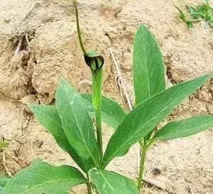  玉米@玉米地里，比玉米贵100倍的杂草，你认识吗？