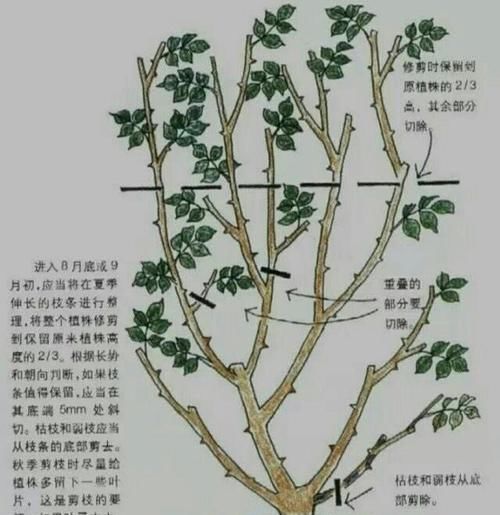  『修剪时』修剪花卉，有4点要求，让造型更优美