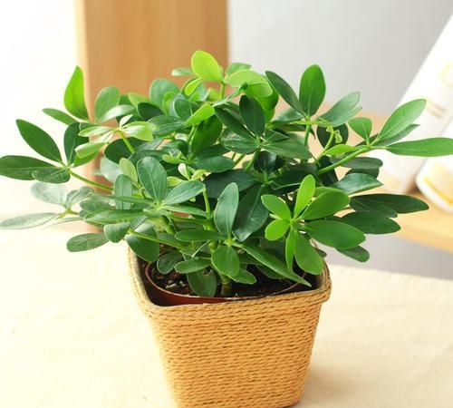 『土壤应保持』花叶鹅掌木,四季常绿,盆栽要如何管理呢?