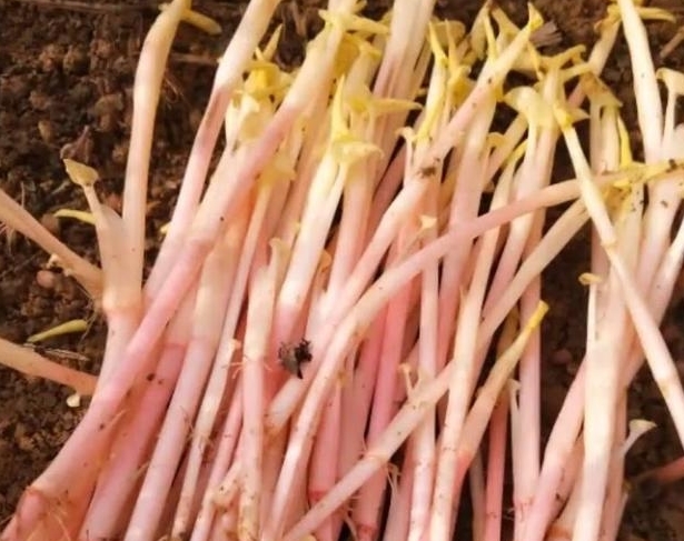 农民无意种下的“豆芽菜”，年赚十万，真是“懒人”也能赚大钱