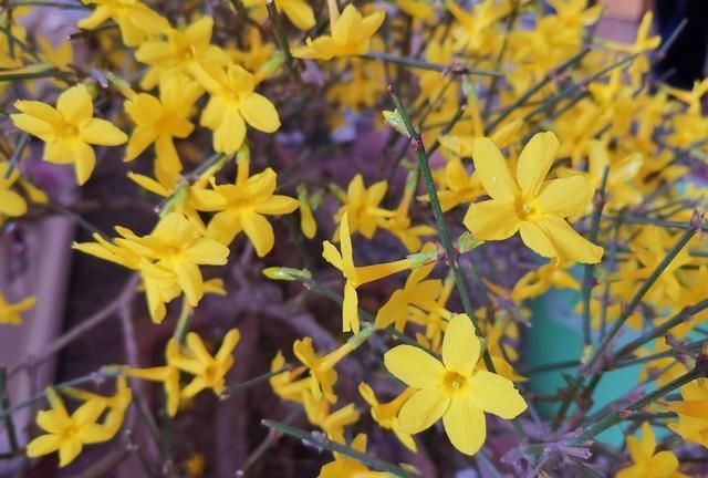  [日子]迎春花开了，百花齐放的日子，还远吗？