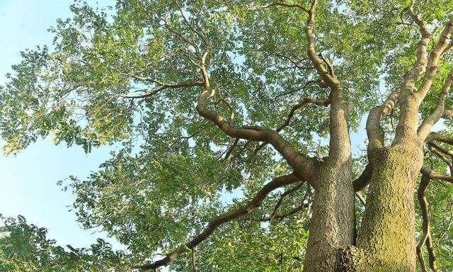  椿木■农村常见的臭椿树，为何会被人们称为“树王”，有什么样的用途？