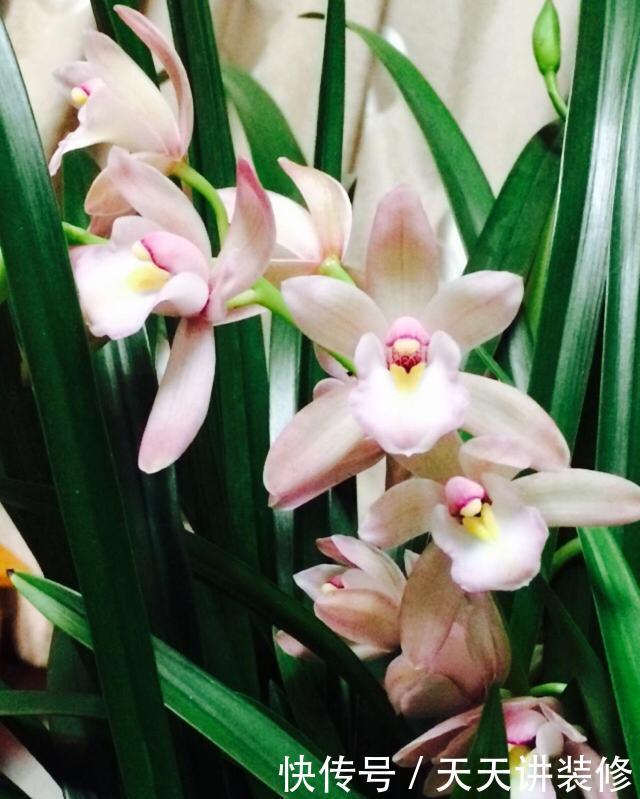 #种植#这几种花,名字带兰却不是兰,却依旧美得不像话