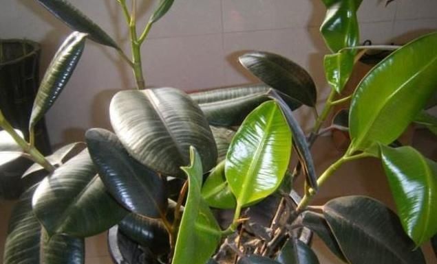  「适合」适合懒人朋友养的五种植物,就算不上心,它们自己也能长得很好