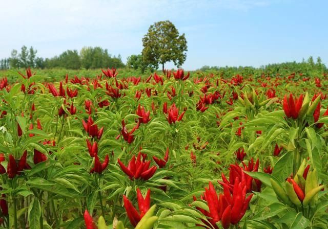  辣椒：农民种植一种辣椒，投入成本小，10亩收入80000元