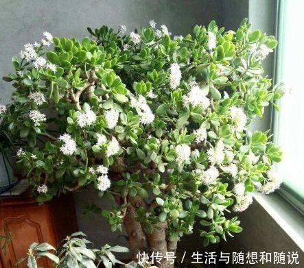 「适合」5种花能在夜间“呼吸”，适合摆在卧室内，可净化废弃，对睡眠好
