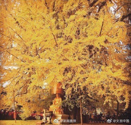 西安千年银杏古树火爆外网