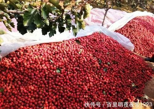  山楂遭遇低■前两个月还暴涨，如今跌到4毛，树下果子堆积成山，