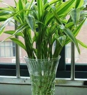  『吸附甲醛』别傻傻的买绿萝！这两种植物才是真正的“吸甲醛高手”