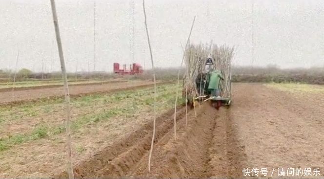 一天种6000棵，一年赚几百万