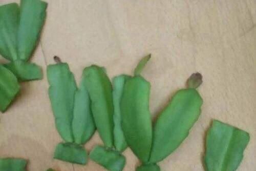  种花草：很好养的6种花草，扦插生根快，花儿开成团，漂亮易养活